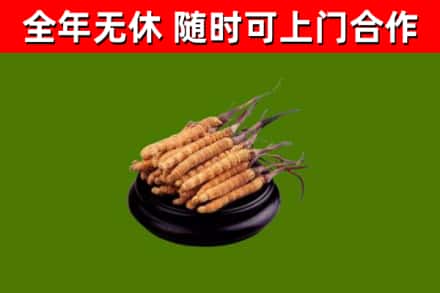 嘉定区回收冬虫夏草