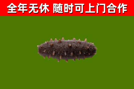 嘉定区回收海参干
